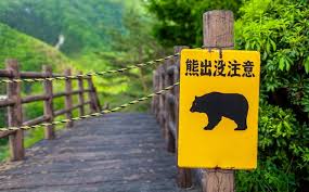 Travel Alert: Bear Incidents in Japan Prompt UK Foreign Office Warning for Tourists