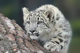 Experience Uttarakhand’s Upcoming Snow Leopard Tour and Exciting Winter Adventures