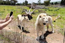 Podpora zodpovedného správania sa pri interakciách s divokou zverou počas dovolenkovej sezóny v Južnej Afrike