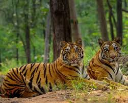 Ako Debrigarh Wildlife Sanctuary povyšuje ekoturistiku s inovatívnymi prírodnými kempingmi a priechodmi korunným stromom.