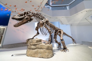 Sheikh Khaled bin Mohamed bin Zayed Al Nahyan Opens the Groundbreaking Natural History Museum Abu Dhabi