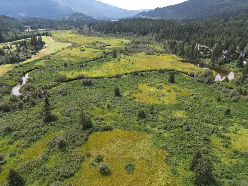 Exploring Wetlands: Vital Ecosystems That Support Biodiversity and More