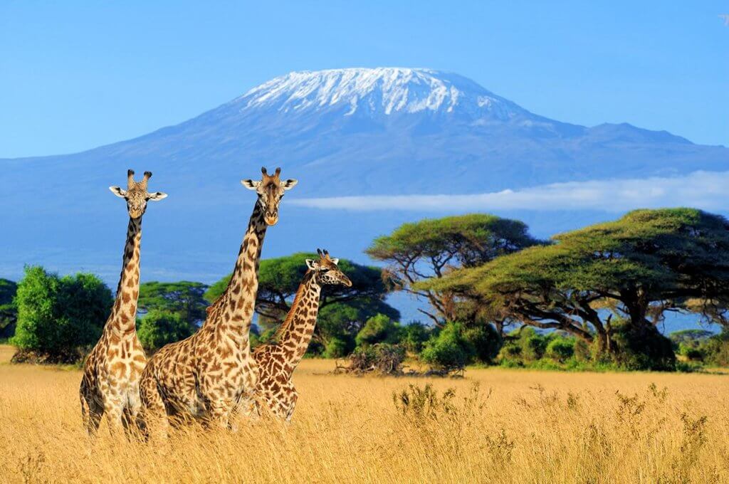 Tanzania Shines as the Premier Safari Destination of 2025 with Unmatched Wildlife and Landscape