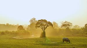 New Kaziranga elevated corridor to protect wildlife and improve connectivity in Assam