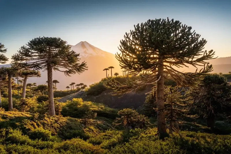 IATA Wings of Change Americas lands in Santiago de Chile — what it means for transfers and local mobility