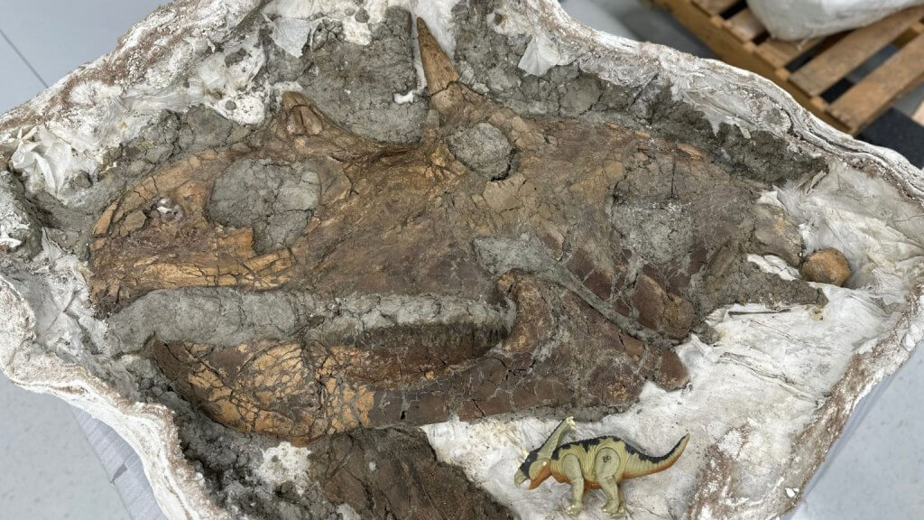 Montana Badlands Expedition: Excavating Ankylosaur Bones with Dr. Cary Woodruff