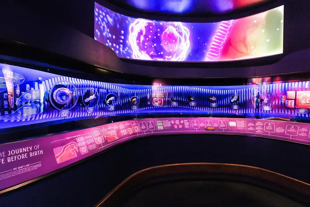 When Does a Fetus Become Distinct from the Mother? Science, Belief, and Transfer Considerations